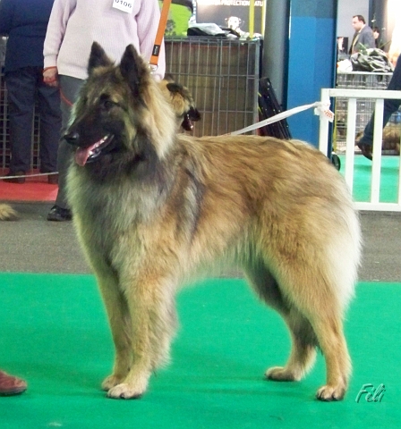 n°107 Estia Bell des loups de la tiarde 5512.JPG